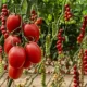 Plum vs. Roma tomatoes: key differences for growers and uses