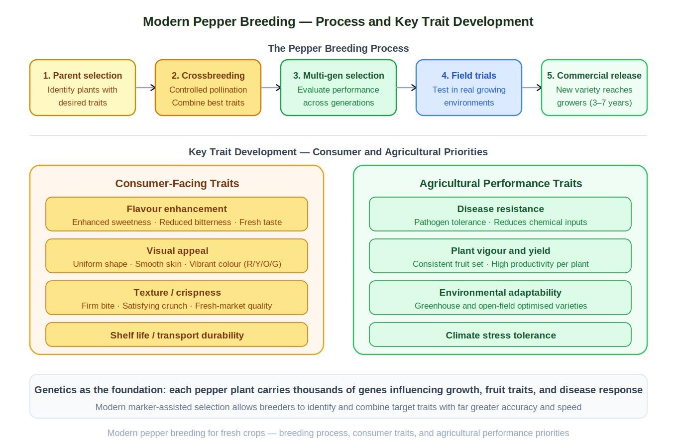 Modern pepper breeding process diagram showing five stages from parent selection to commercial release alongside consumer and agricultural trait development priorities.