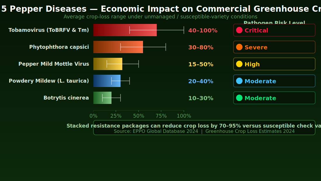  Infographic showing the five major pepper diseases ranked by economic impact on commercial greenhouse crops, with horizontal bars indicating crop loss percentage and colored risk indicators for global prevalence