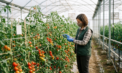 A plant breeder inspecting trellised tomato plants in a greenhouse, checking leaves for disease resistance traits.