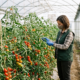 A plant breeder inspecting trellised tomato plants in a greenhouse, checking leaves for disease resistance traits.