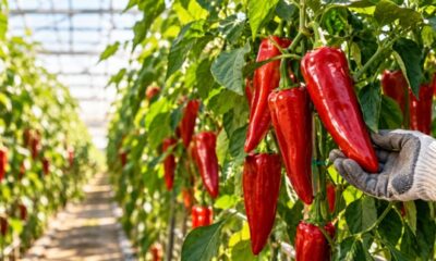 Long red conical sweet peppers hanging on greenhouse pepper plants in warm morning light.