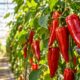 Long red conical sweet peppers hanging on greenhouse pepper plants in warm morning light.