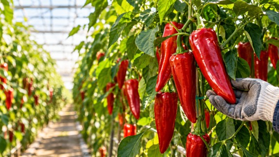 Long red conical sweet peppers hanging on greenhouse pepper plants in warm morning light.